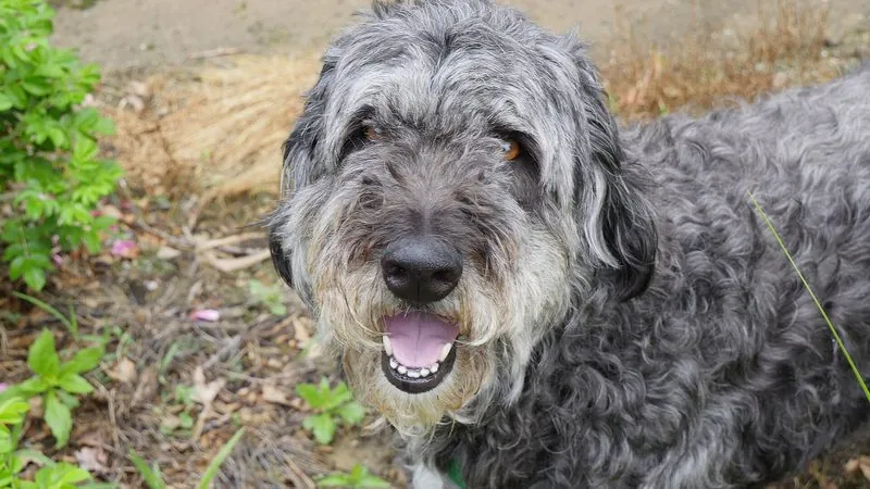 Aussiedoodle, kruising van Australian Shepherd × Poedel
