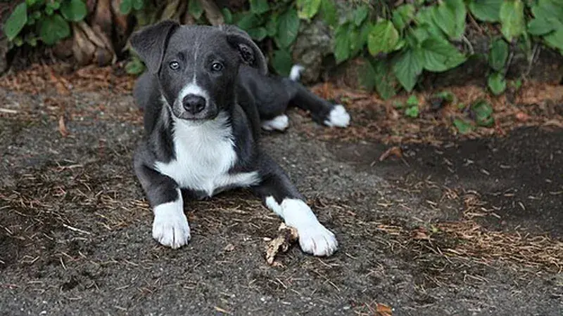 Aussiedor, kruising van Australian Shepherd ร Labrador Retriever