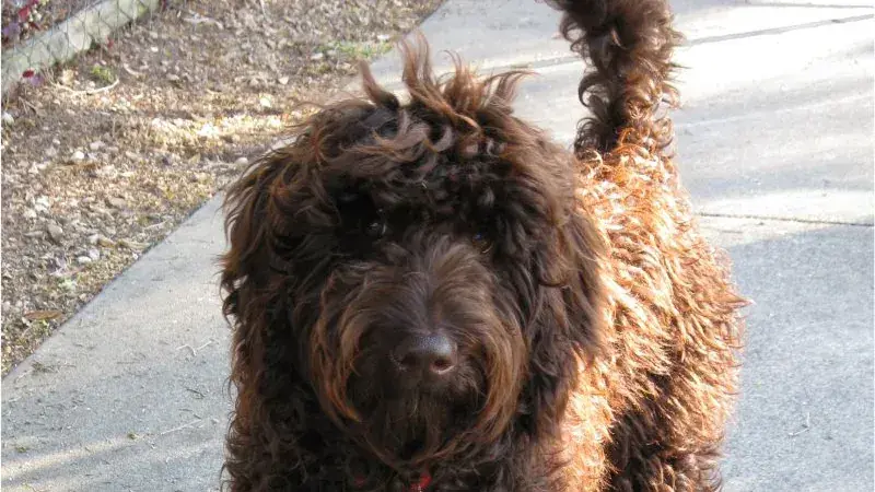 Australian Labradoodle, kruising van Labradoodle × Cocker Spaniël