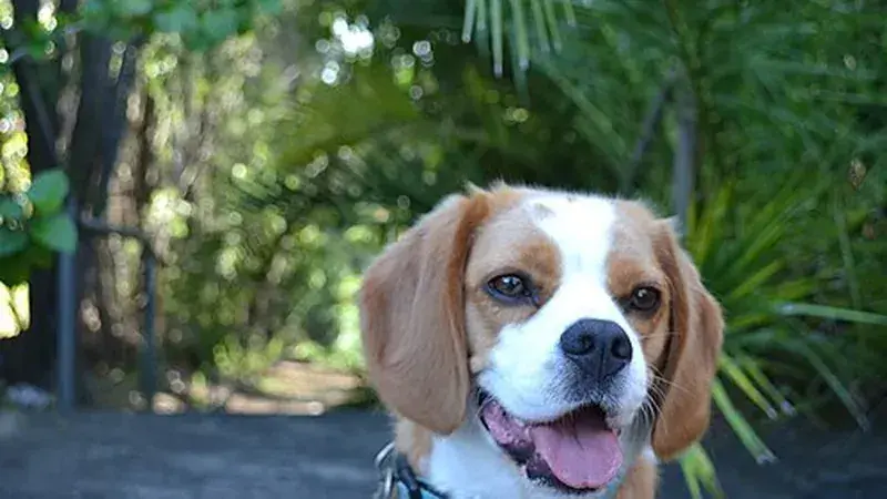 Beaglier, kruising van Beagle × Cavalier King Charles Spaniël