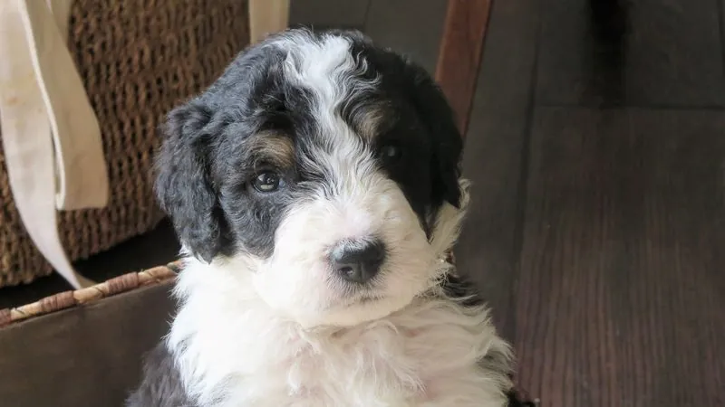 Bernedoodle, kruising van Berner Sennenhond × Poedel