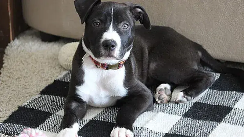 Borador, kruising van Border Collie × Labrador Retriever