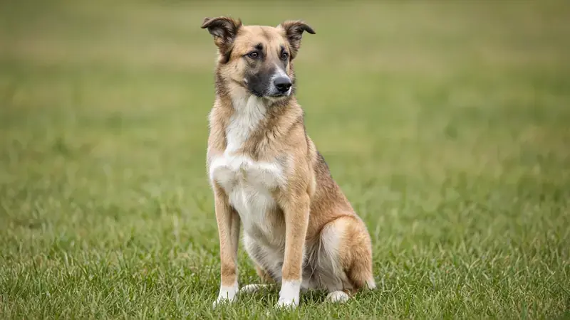 Border Malinois, kruising van Mechelse Herder × Border Collie