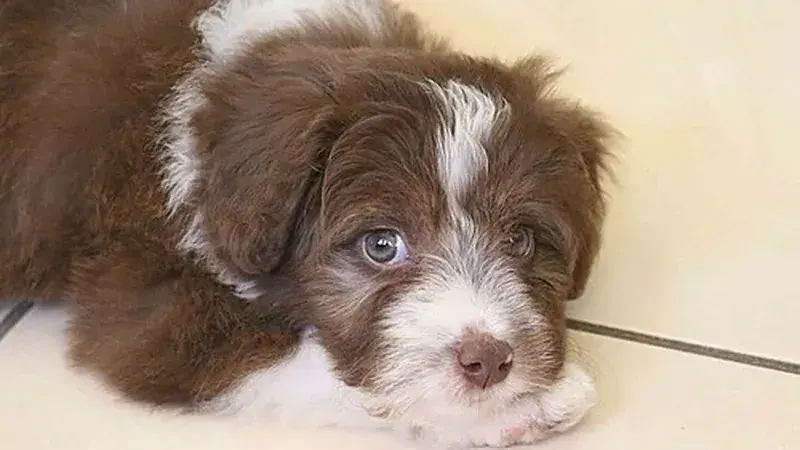 Bordoodle, kruising van Border Collie × Poedel