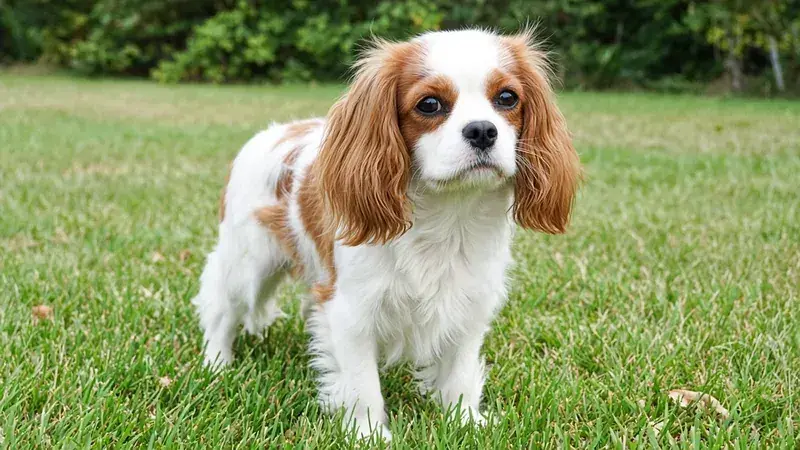 Cava-Tzu, kruising van Cavalier King Charles Spaniël × Shih Tzu