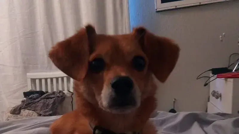 Cheagle, kruising van Chihuahua × Beagle
