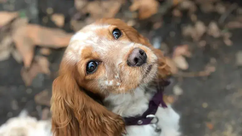 Cockalier, kruising van Cocker Spaniël × Cavalier King Charles Spaniël