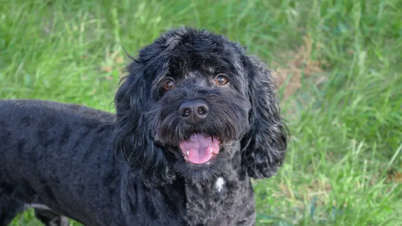 Cockapoo, kruising van Cocker Spaniël × Poedel