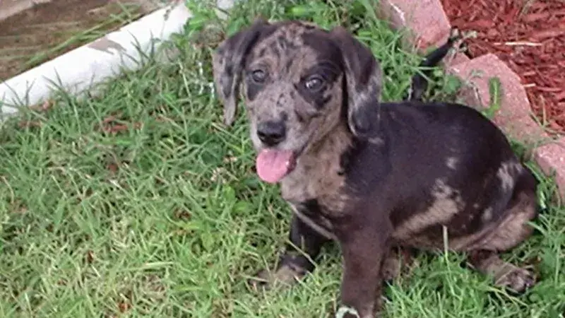 Dachsador, kruising van Labrador Retriever × Teckel