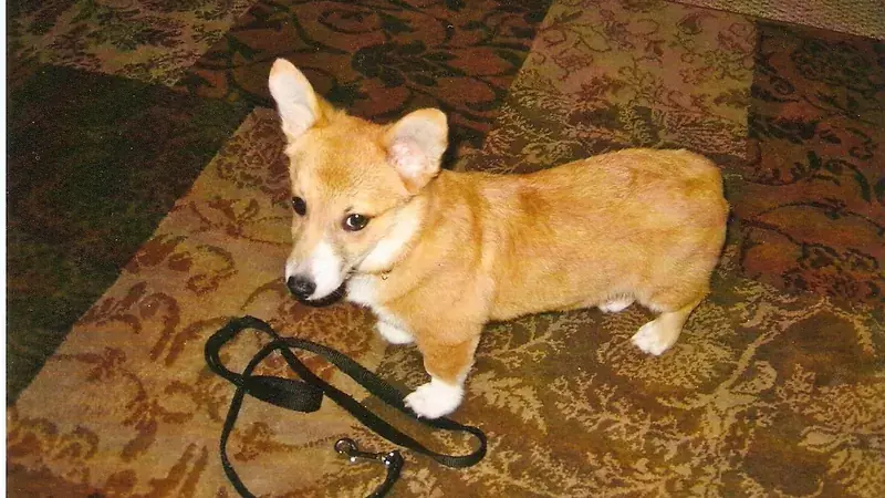Dorgi, kruising van Welsh Corgi × Teckel