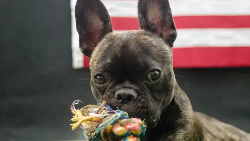 Frenchton, kruising van Franse Bulldog × Boston Terriër
