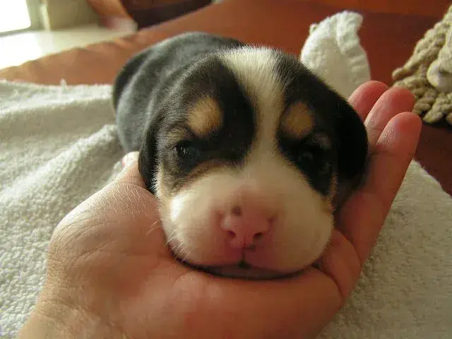 Beagador: Two weeks old Beagador