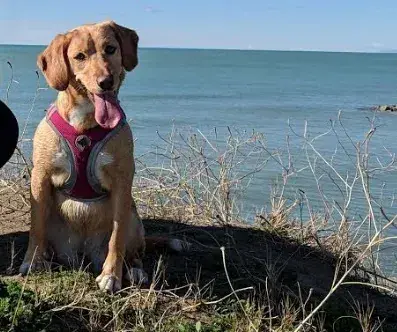 Beagador: Beagador su scogliera