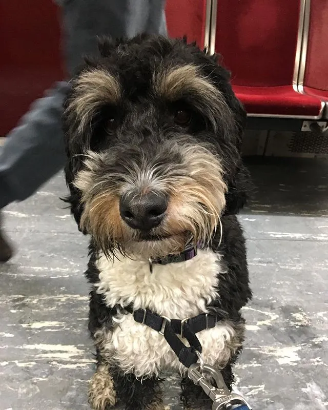 Bernedoodle: foto