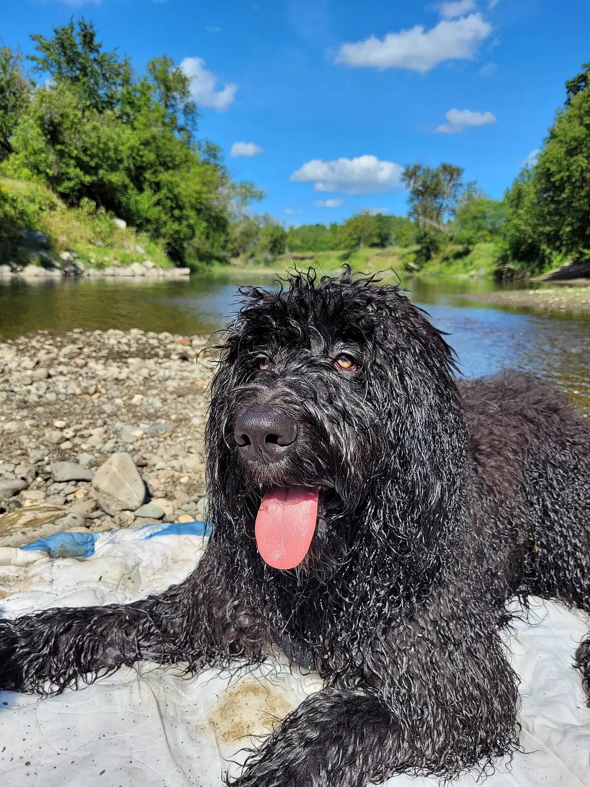 Bernedoodle: foto