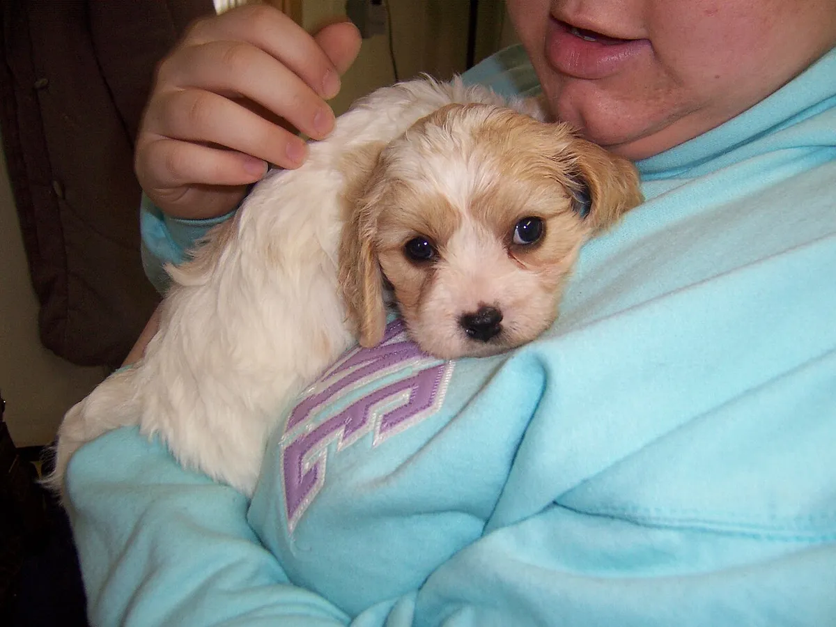 Cavachon: foto