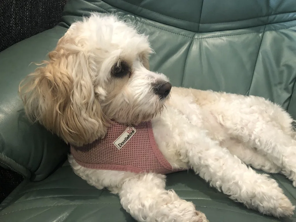 Cavachon: foto