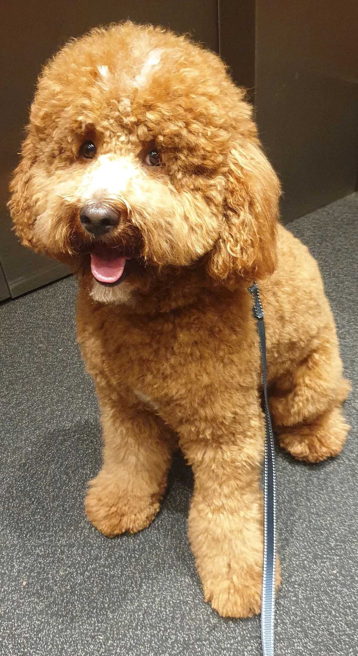 Cavapoo: foto