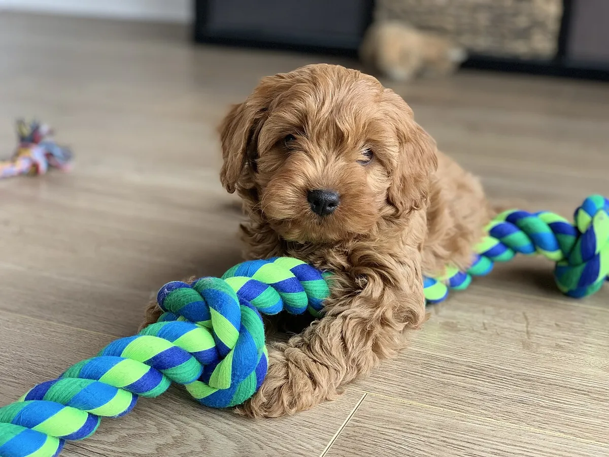 Cavapoo: foto