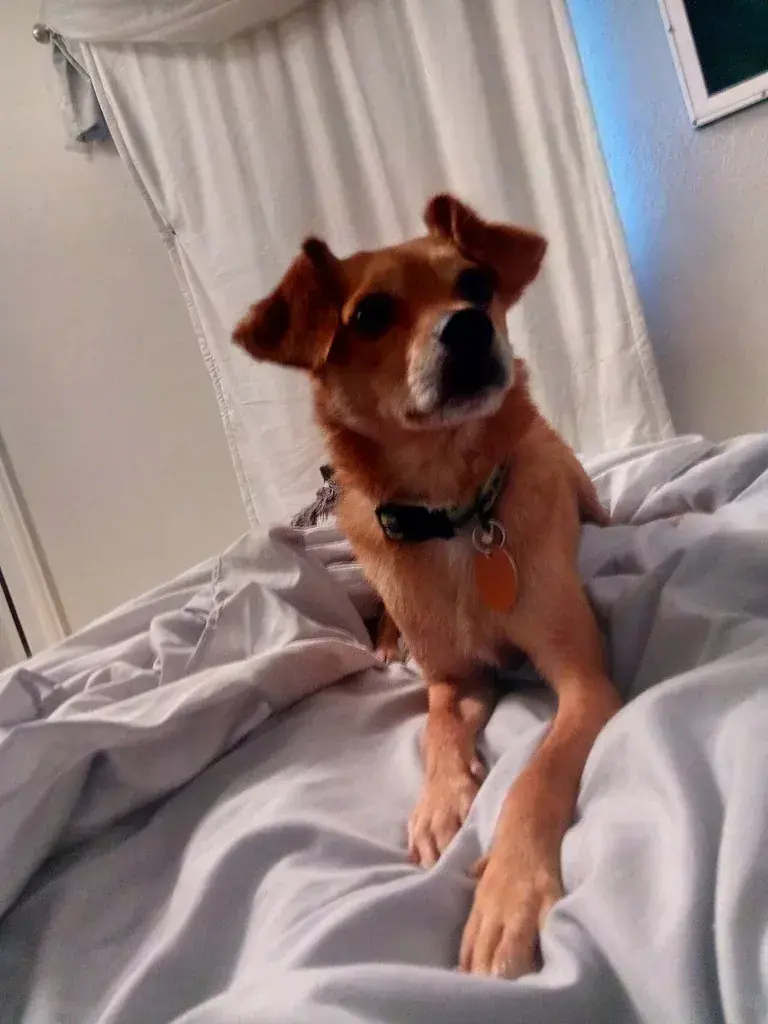Cheagle: The Cheagle is a small to medium breed developed by crossing the Chihuahua and b