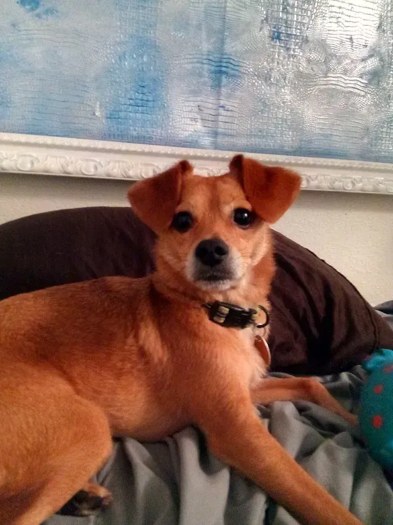 Cheagle: The Cheagle is a small to medium breed developed by crossing the Chihuahua and b