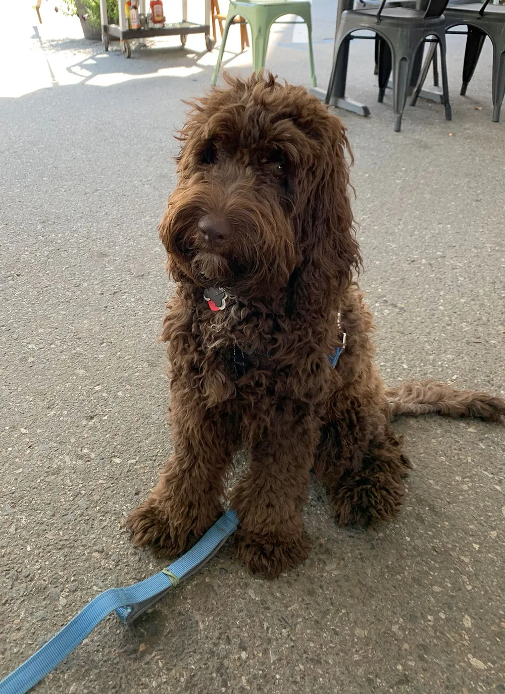 Cockapoo: foto