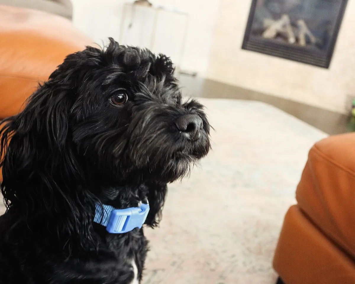 Cockapoo: foto