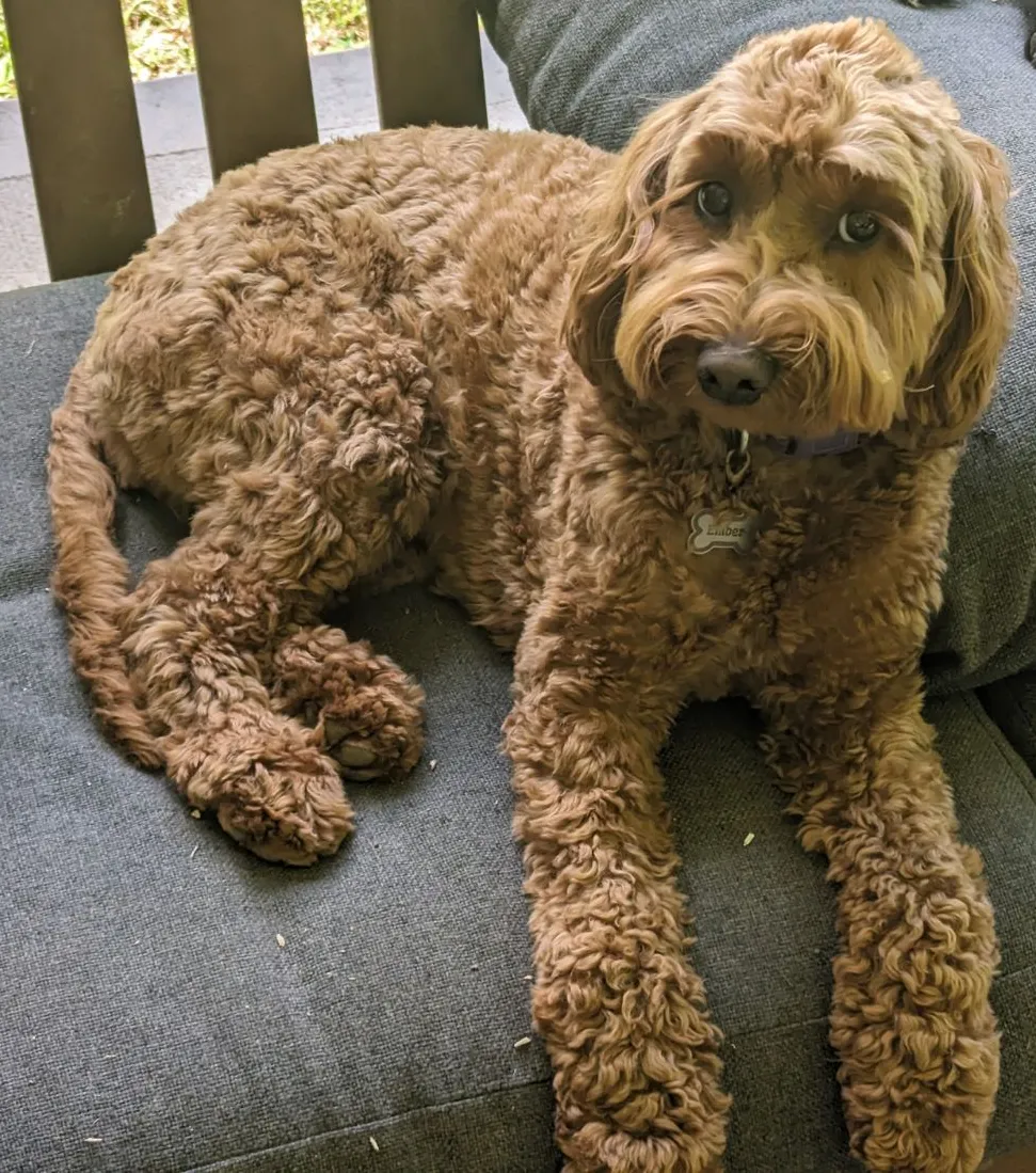 Goldendoodle: foto