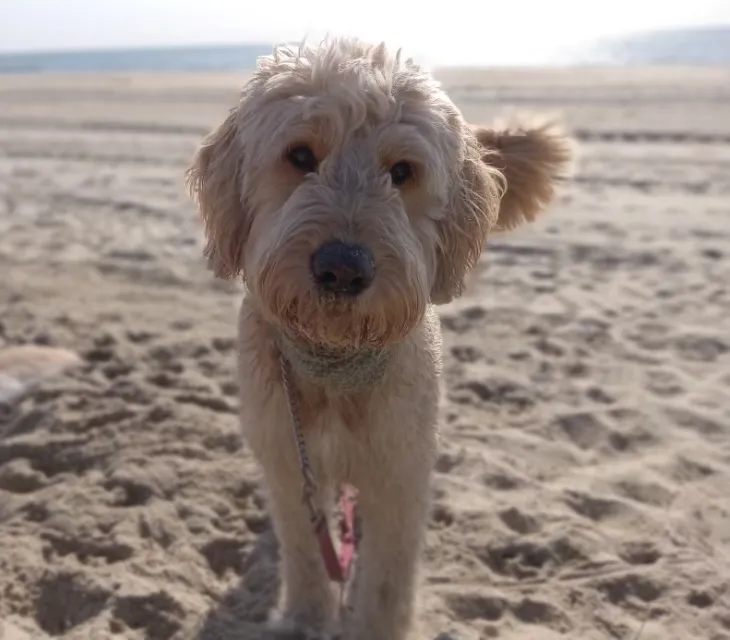 Goldendoodle: foto