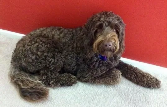 Labradoodle: foto