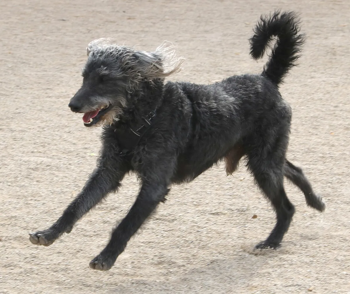 Labradoodle: foto