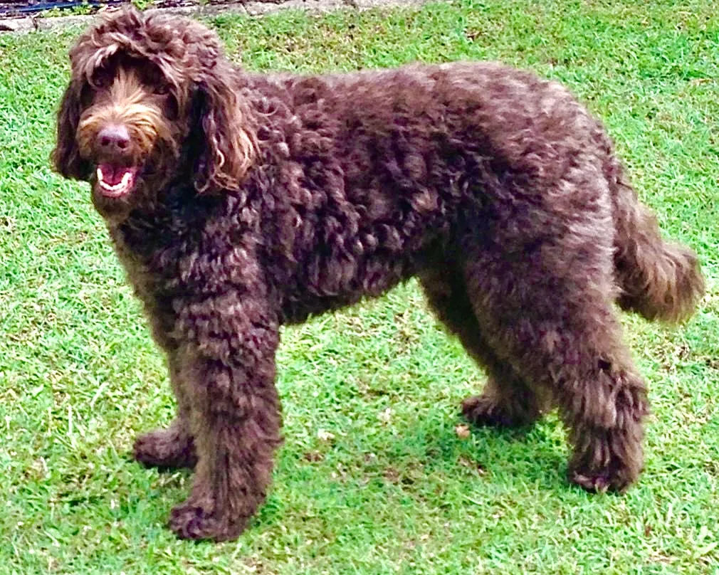 F1B Labradoodle: An Australian Chocolate Labradoodle, 10 years old