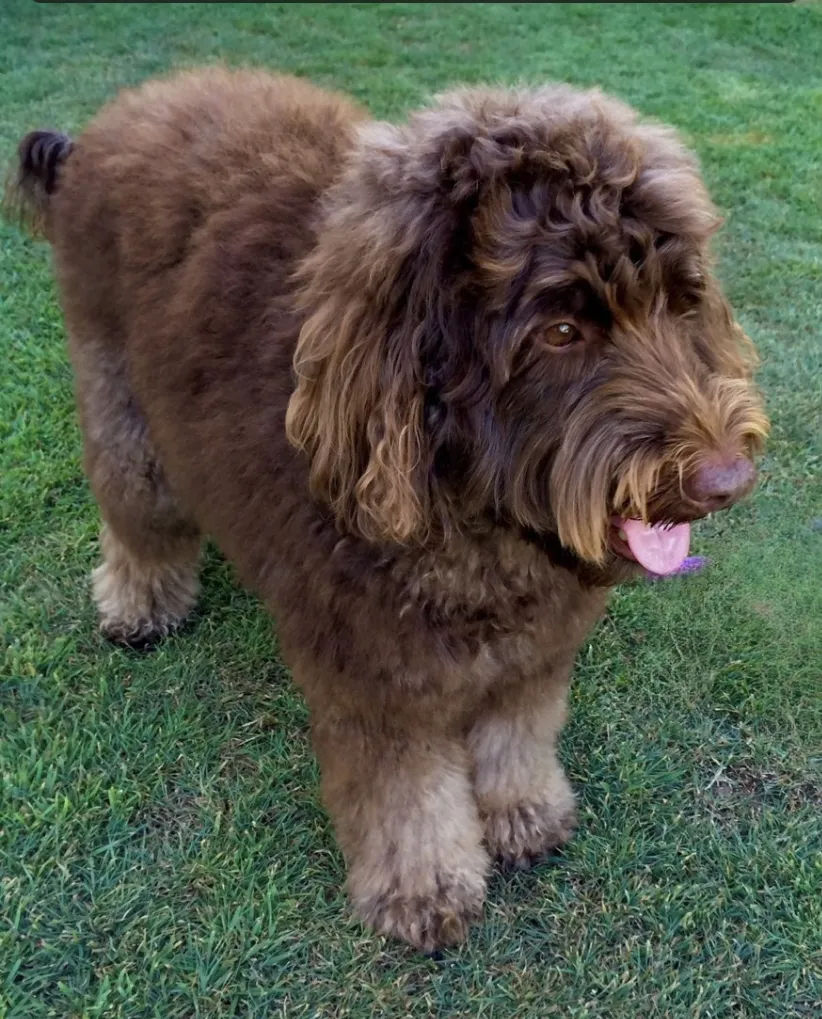 F1B Labradoodle: Australian male adult labradoodle