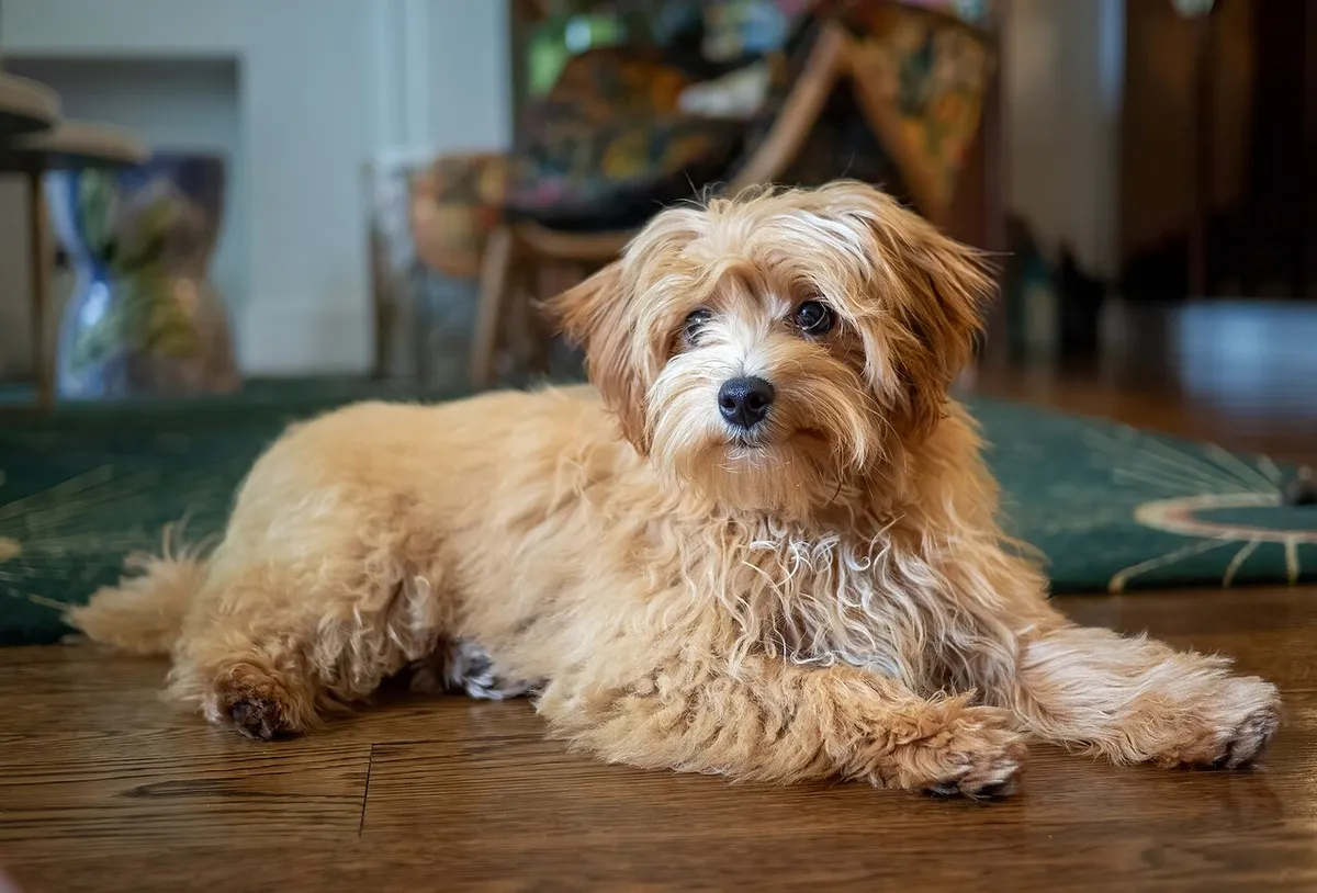 Maltipoo: foto