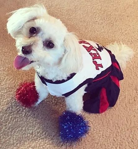 Maltipoo: foto