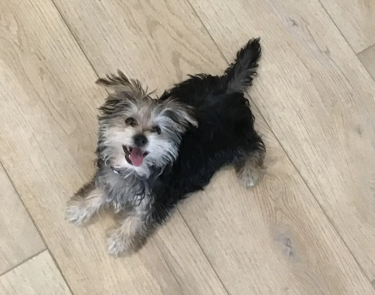 Morkie: foto