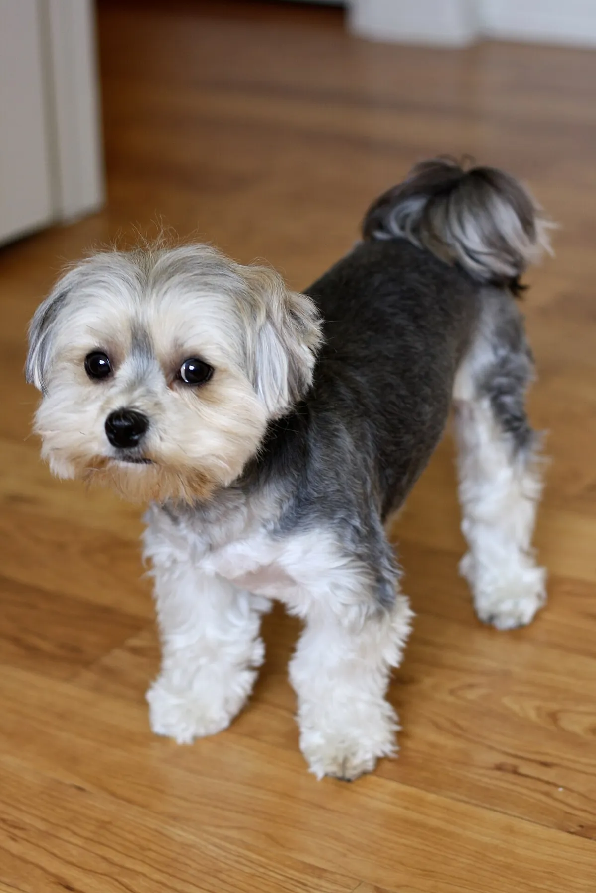 Morkie: foto