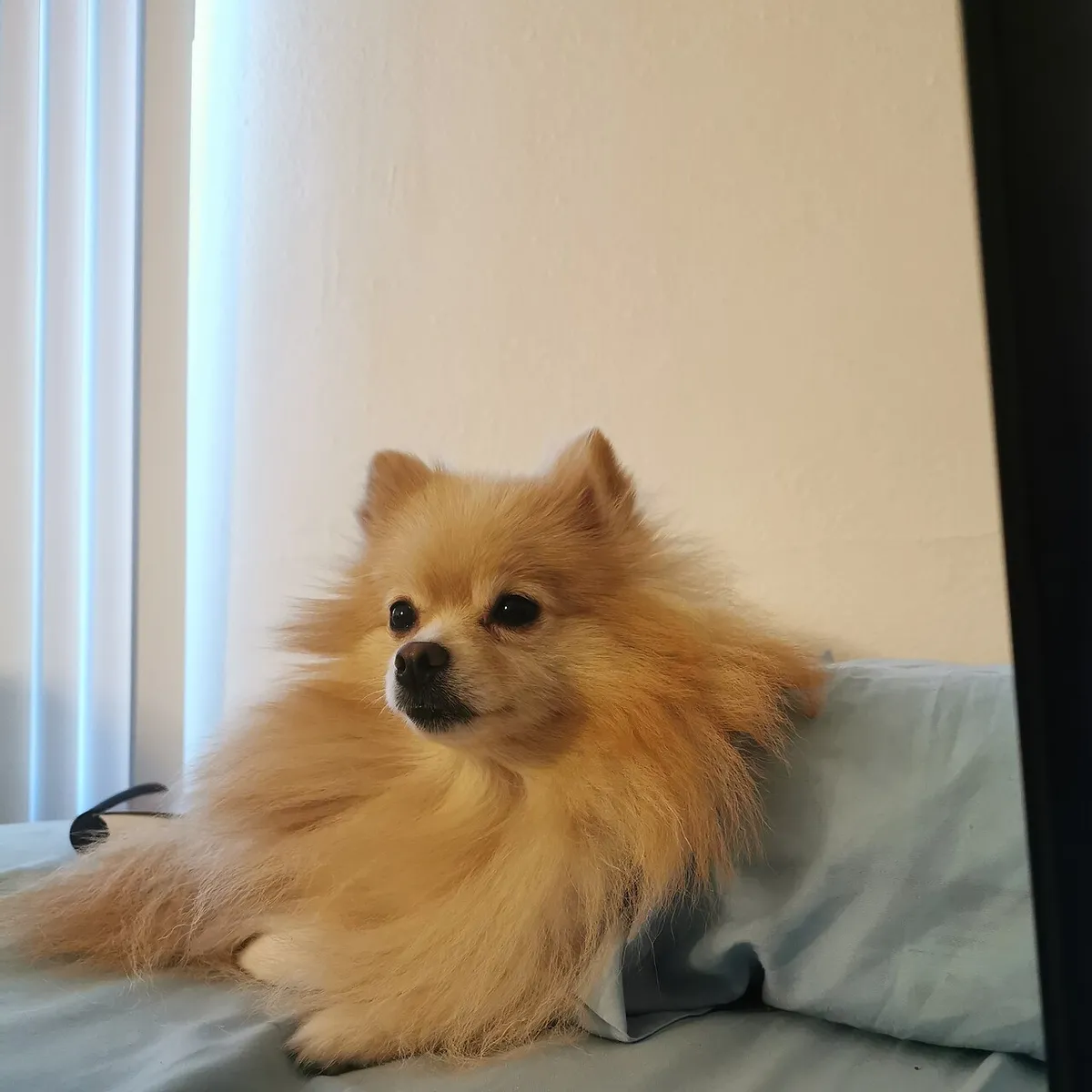 Pomchi: foto