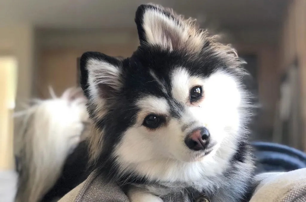 Pomsky: foto