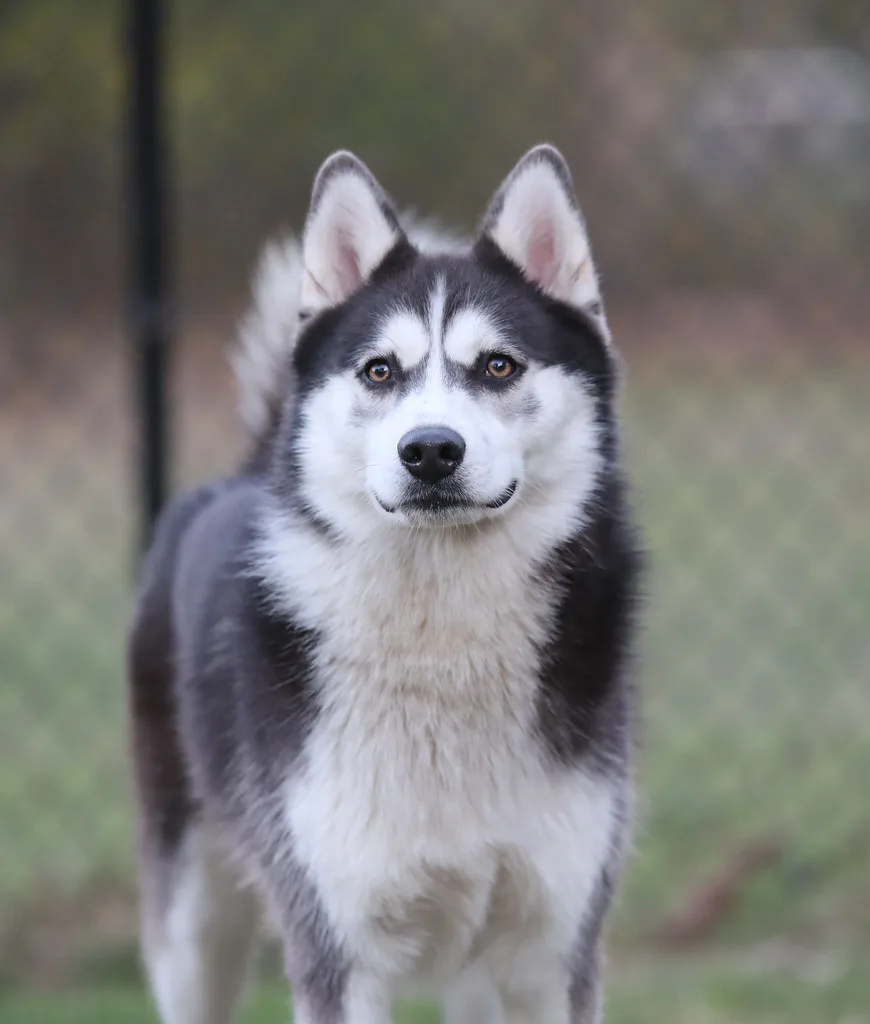 Pomsky: foto