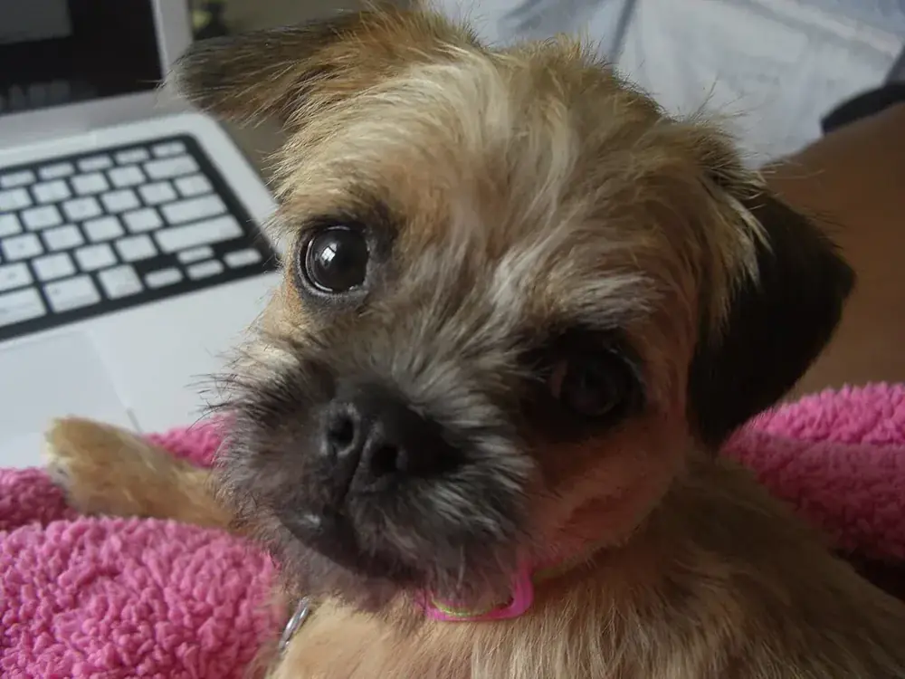Pugapoo: Pugapoo puppy