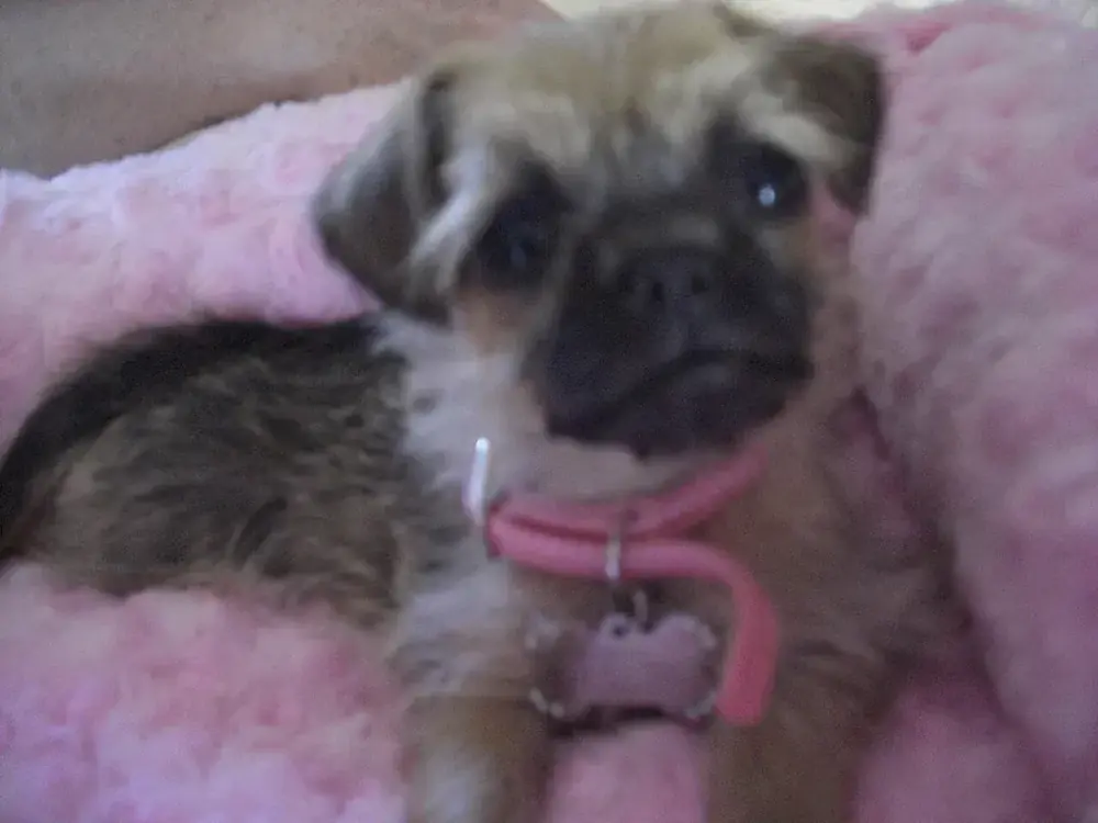 Pugapoo: A three month old pugapoo puppy!