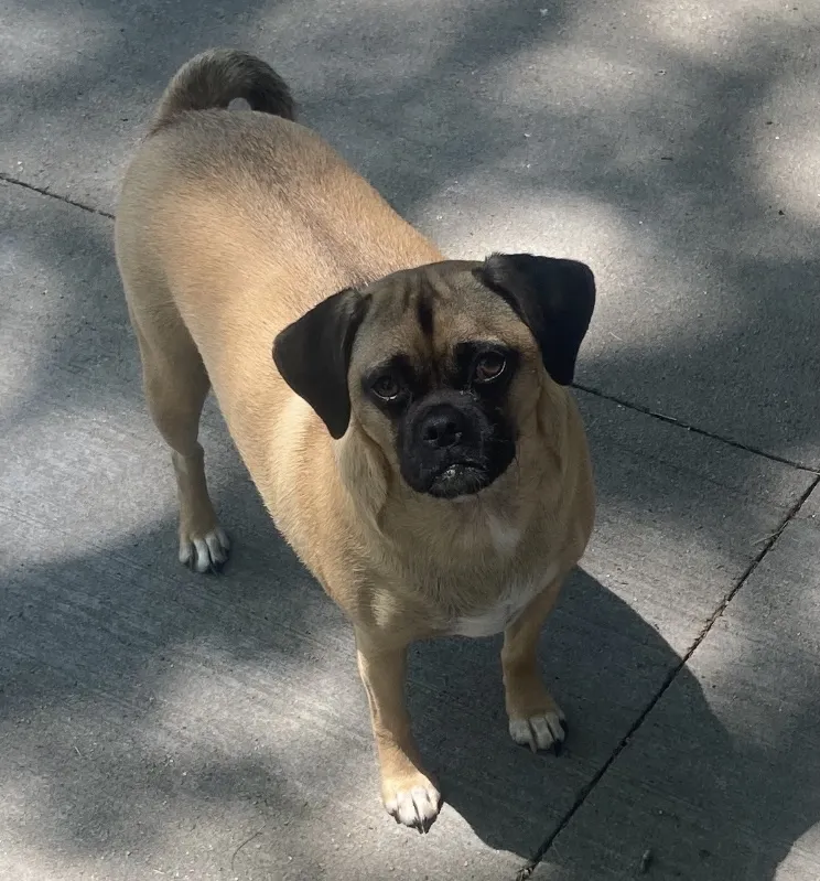 Puggle: foto