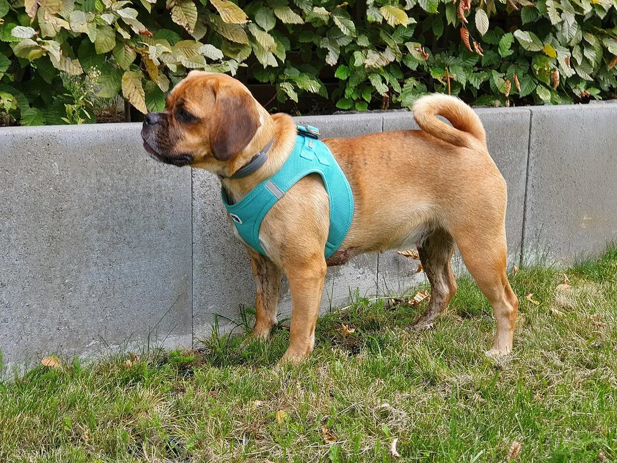 Puggle: foto