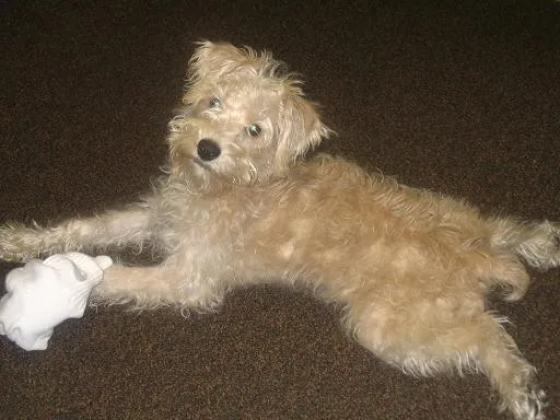 Schnoodle: foto