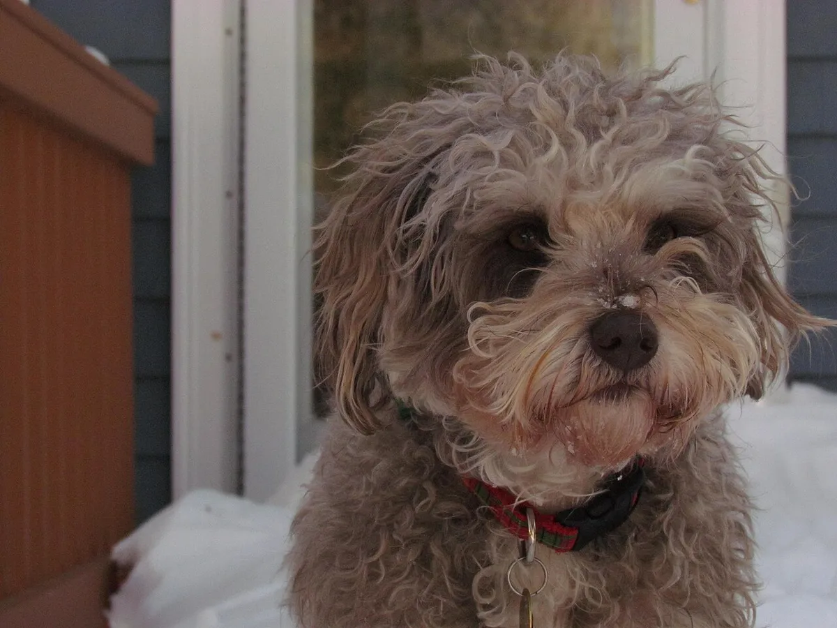 Schnoodle: foto