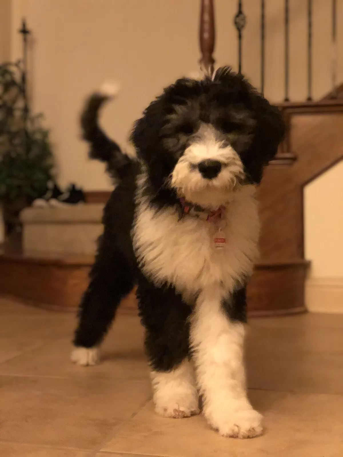 Sheepadoodle: foto
