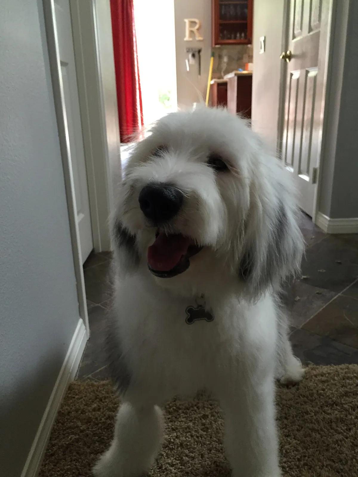 Sheepadoodle: foto