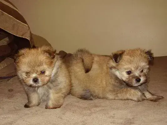 Shiranian: Perros raza Shiranian