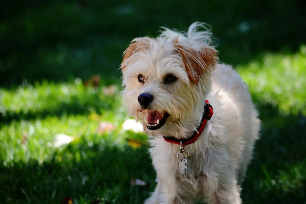 Yorkipoo: foto